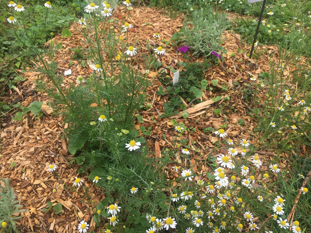 Chamomile and lavender garden bed