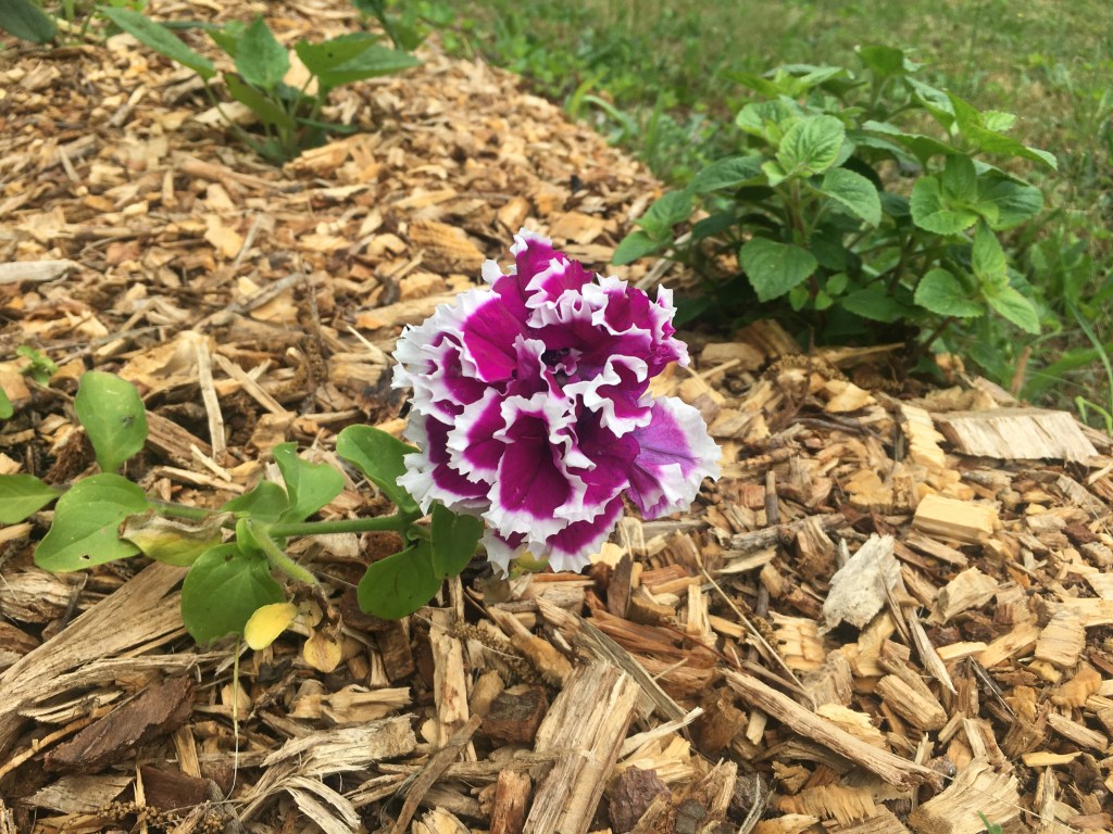 Garden bed with a purple flower and mints
