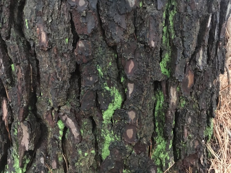 Mossy bark of a tree