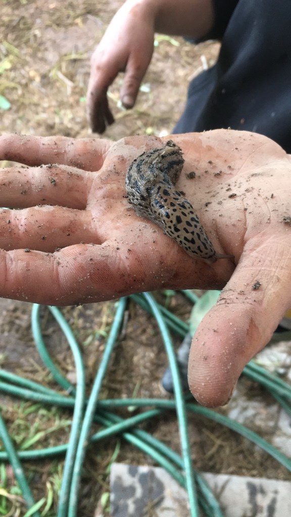 Leaopard slug in an outstretched hand