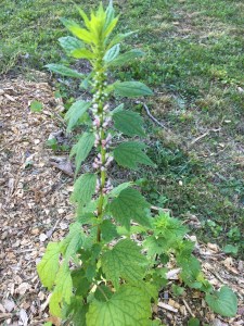 Motherwort