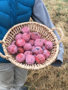 Holding a full basket of persimmons