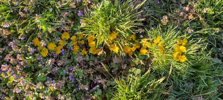 The word Welcome spelled out with dandelions