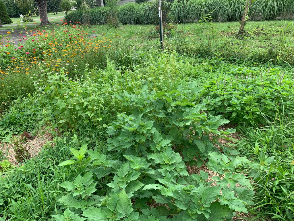 Ground cherries and basil, with buckwheat and lettuce behind