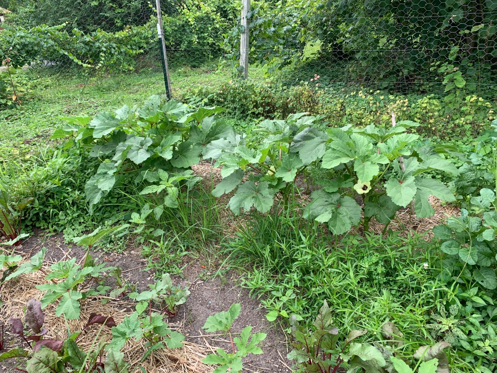 Okra plants, with beet bed in foreground
