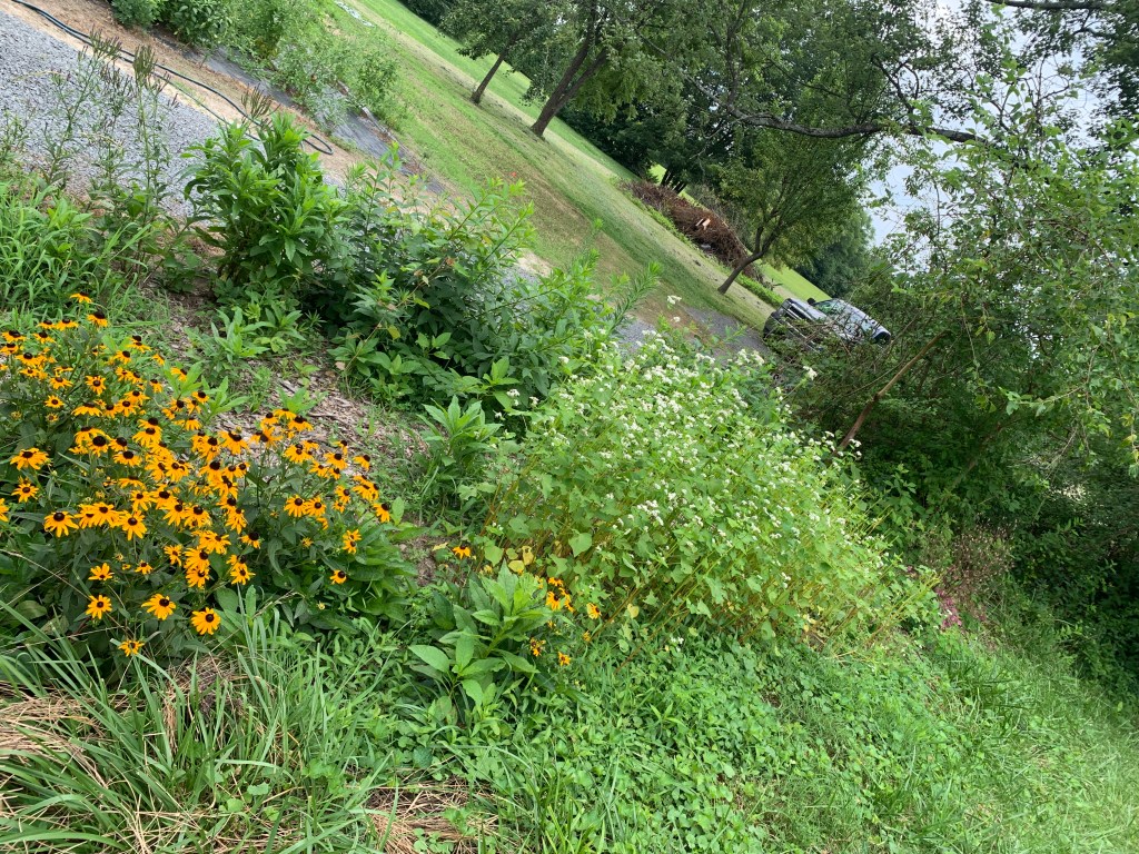 Buckwheat and Black-eyed Susans in the native perennials border garden