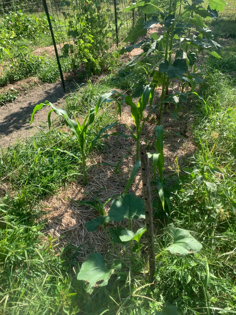 Three sisters (corn and squash plant, with bean trellis behind