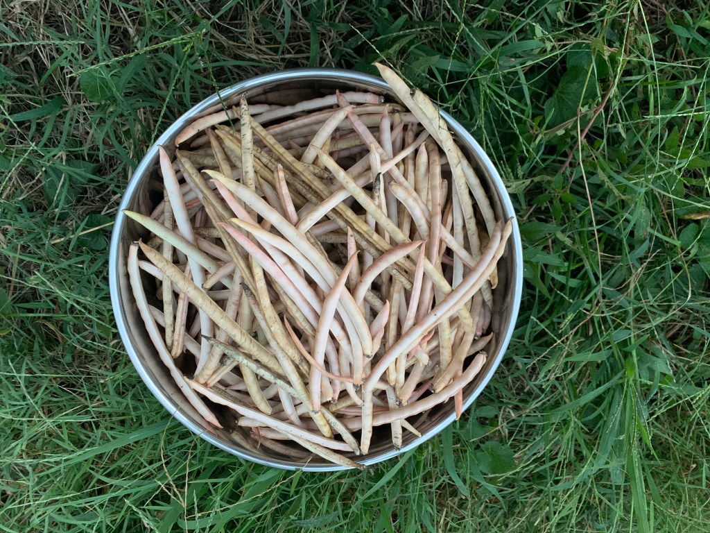 Bowlful of Southern pea harvest
