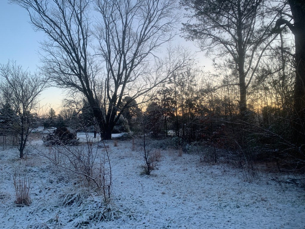 Winter landscape at Magnolia - trees in the snow
