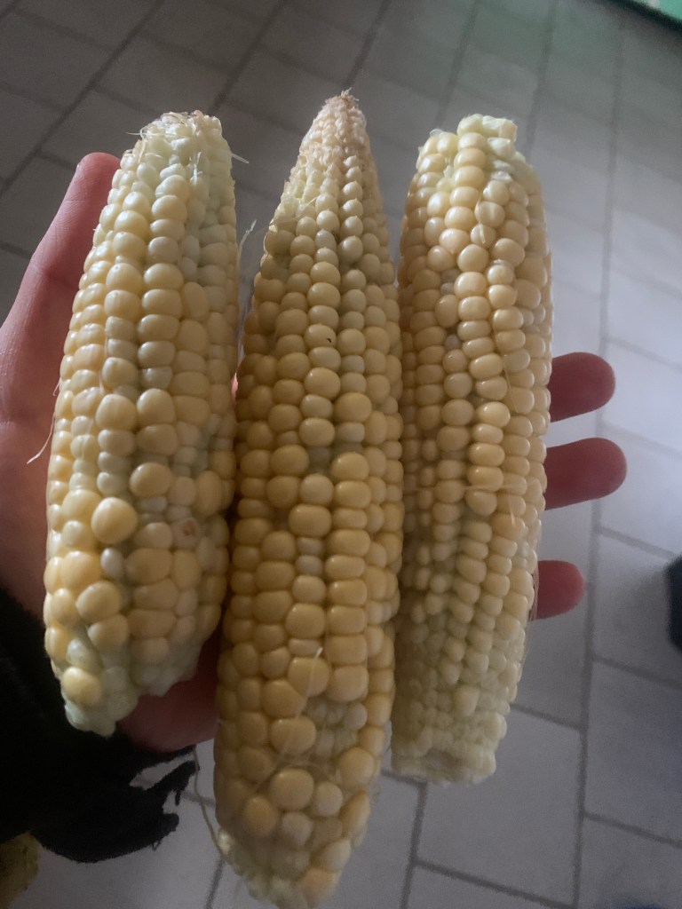 Hand holding three ears of corn